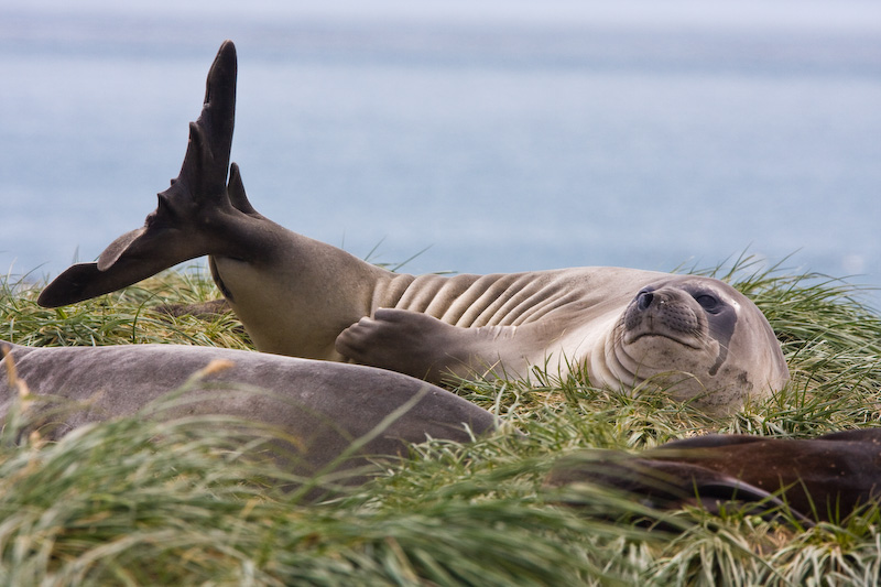 Southern Elephant Seal